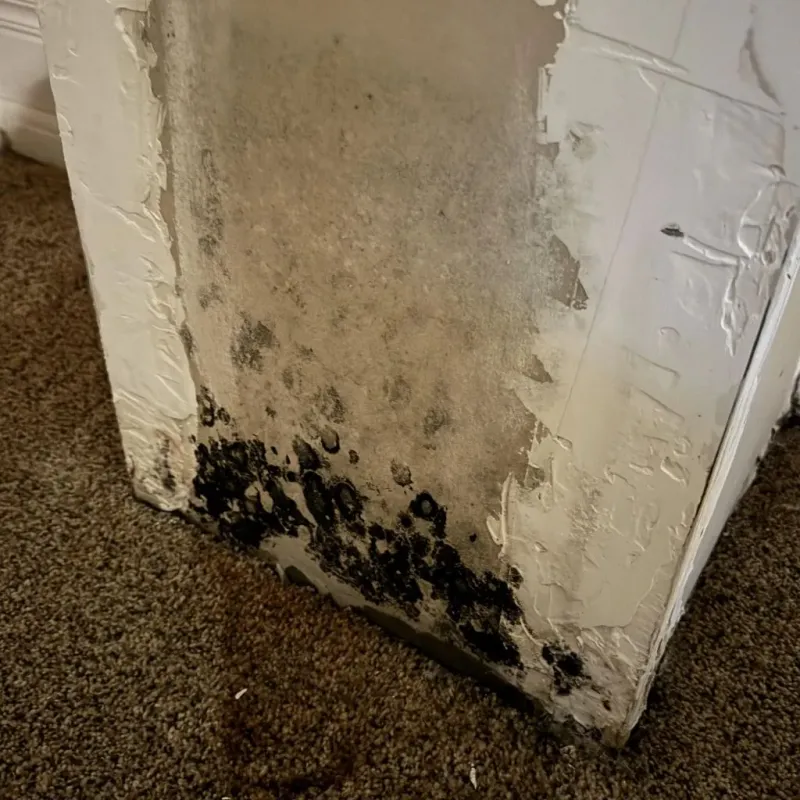 Professional Mold Removal in Canton, IL